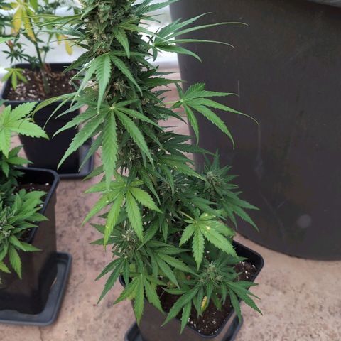 Sweet Skunk Automatic growlog timeline photo