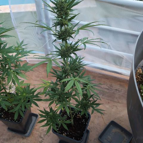 Diesel Automatic growlog timeline photo