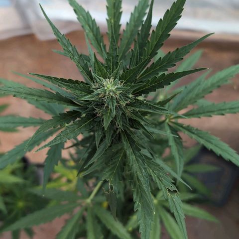 Diesel Automatic growlog timeline photo