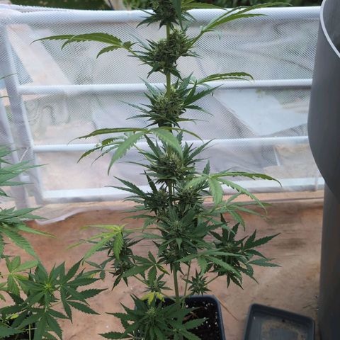 Diesel Automatic growlog timeline photo