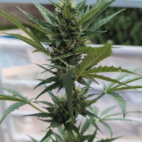 Diesel Automatic growlog timeline photo