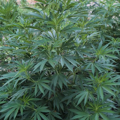 Northern Light #2 growlog timeline photo
