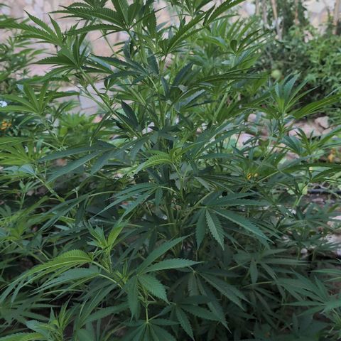Northern Light #2 growlog timeline photo