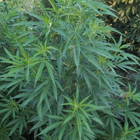 Special Queen growlog timeline photo