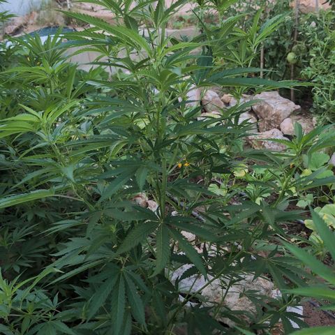 Special Queen growlog timeline photo