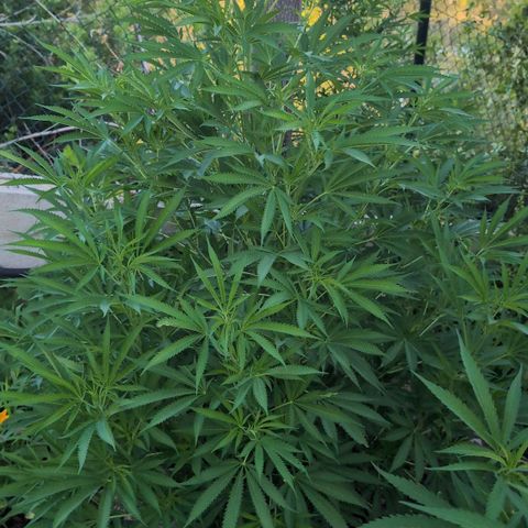 O.G. Kush #1 growlog timeline photo