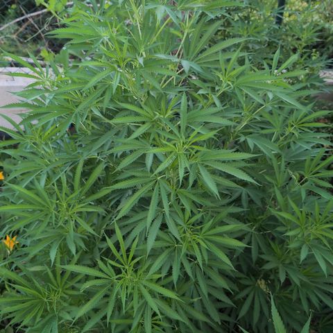 O.G. Kush #1 growlog timeline photo