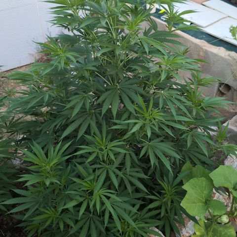 O.G. Kush #2 growlog timeline photo