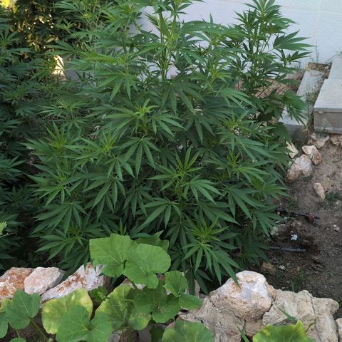 O.G. Kush #2 growlog timeline photo
