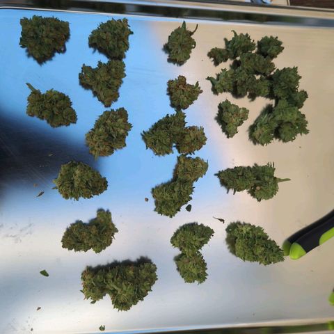 Orion #2 growlog timeline photo
