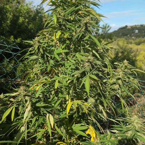 Medical Mass #2 growlog timeline photo
