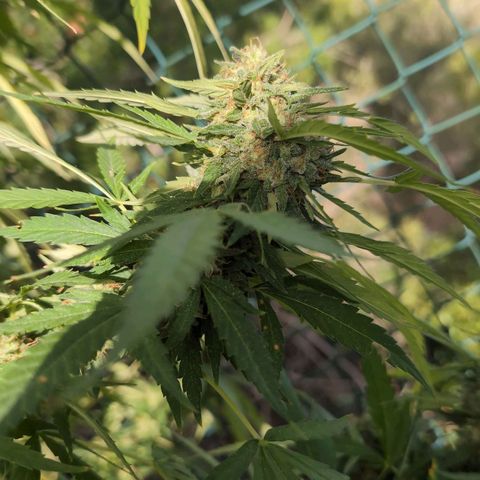 Medical Mass #2 growlog timeline photo