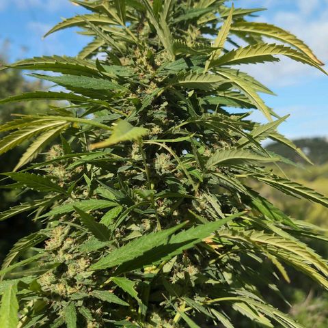 Medical Mass #2 growlog timeline photo