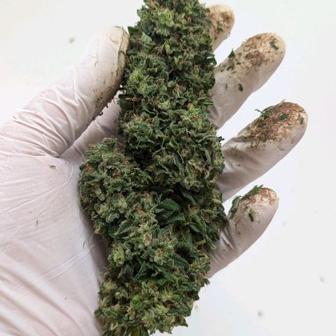 Medical Mass #2 growlog timeline photo