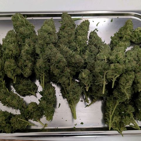 Special Queen growlog timeline photo
