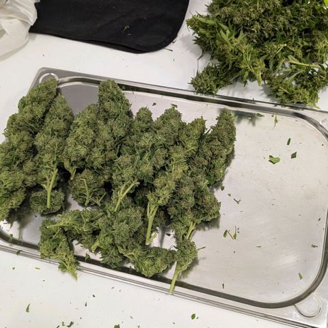 Special Queen growlog timeline photo