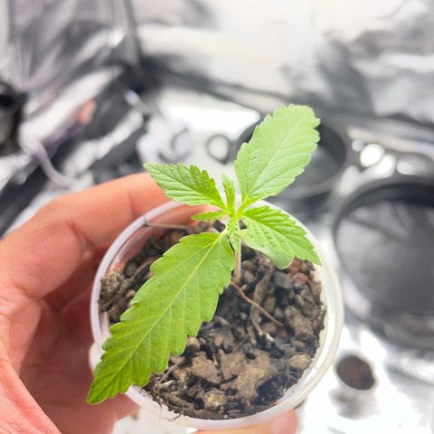 Colômbia 01 growlog timeline photo
