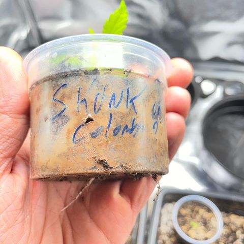 Colômbia 01 growlog timeline photo