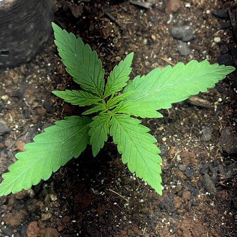 Colômbia 01 growlog timeline photo