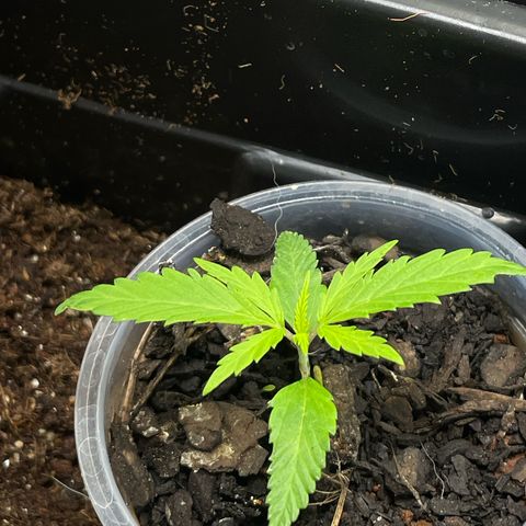 Skunk #1 growlog timeline photo