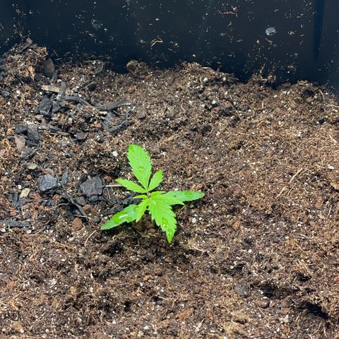 Skunk #1 growlog timeline photo