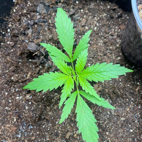 Colômbia 01 growlog timeline photo