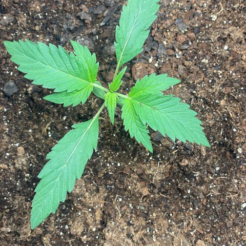 Colômbia 01 growlog photo: 3