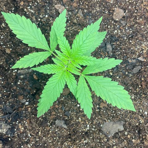 Colômbia 01 growlog timeline photo