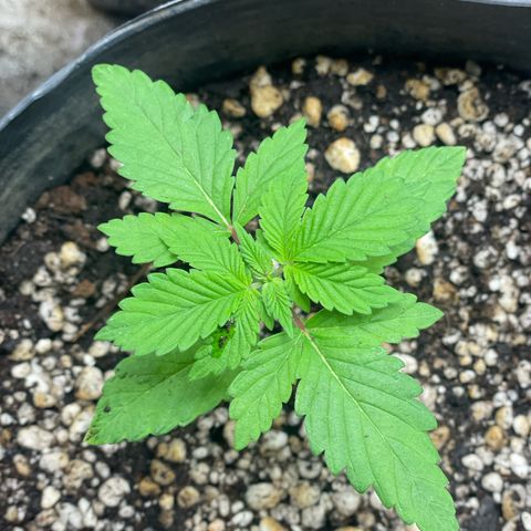 Colômbia 01 growlog timeline photo