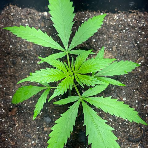 Colômbia 01 growlog timeline photo