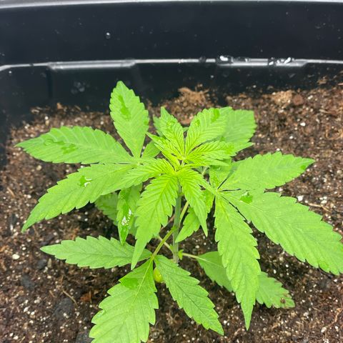 Colômbia 01 growlog timeline photo
