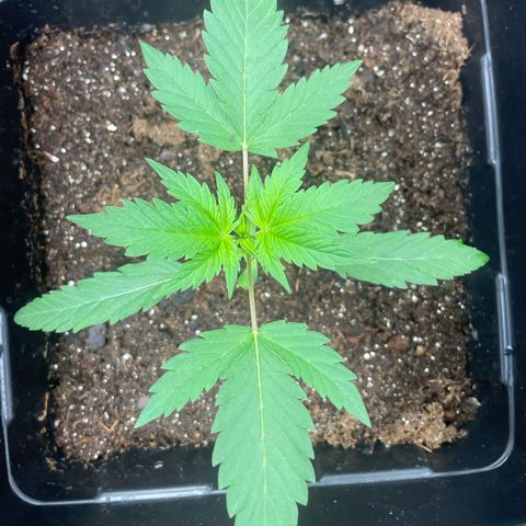 Colômbia 01 growlog timeline photo