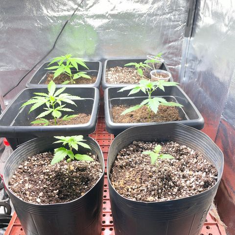 Colômbia 01 growlog photo: Após colocar as caixas 