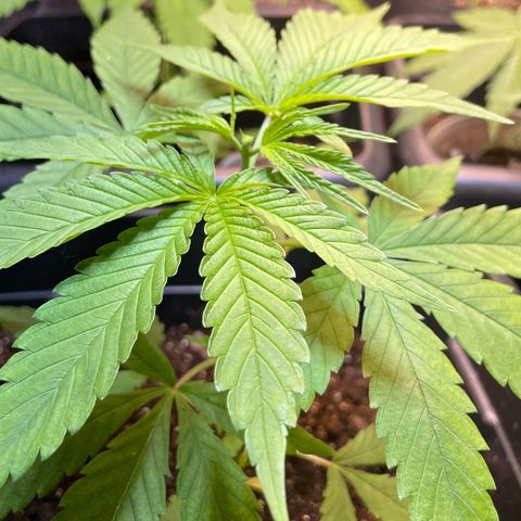 Colômbia 01 growlog photo: Poda 