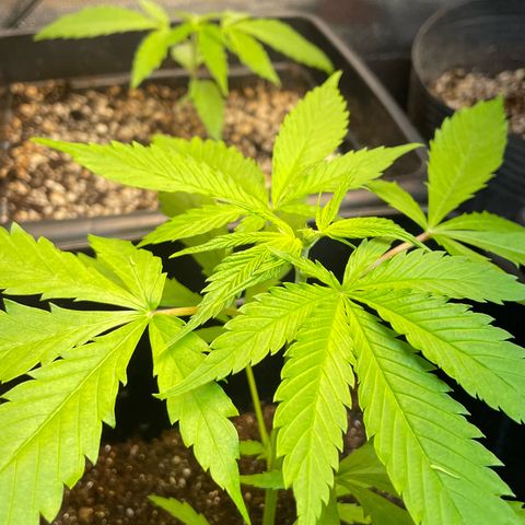Skunk #1 growlog photo: Poda