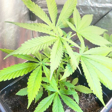 Colômbia 01 growlog photo: Pós poda 