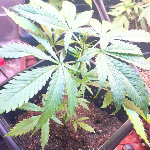 Skunk #1 growlog photo: Pós poda 