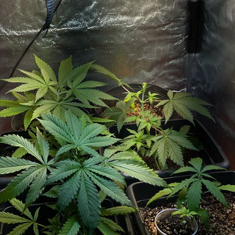 Colômbia 01 growlog timeline photo