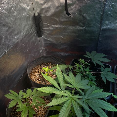 Colômbia 01 growlog timeline photo