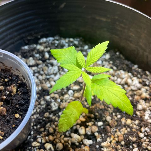 Colômbia 01 growlog timeline photo