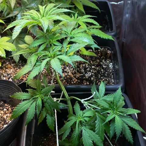 Colômbia 01 growlog photo: Defoliacao mais treinamento 