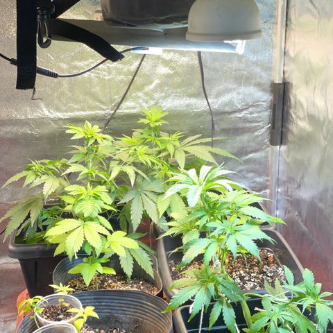 Colômbia 01 growlog photo: Adição da The pot bag, bag de co2