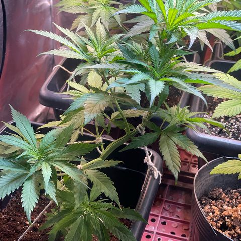 Skunk #1 growlog timeline photo