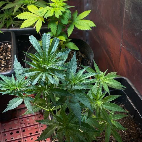 Skunk #1 growlog timeline photo