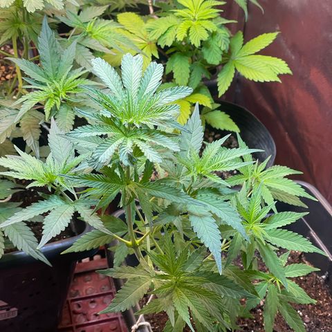Colômbia 01 growlog timeline photo