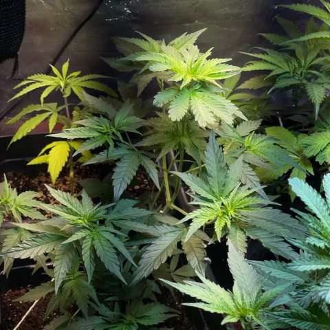 Colômbia 01 growlog timeline photo