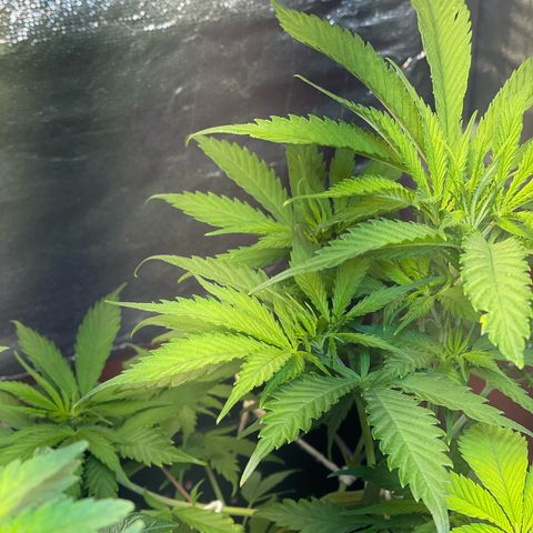 Colômbia 01 growlog timeline photo