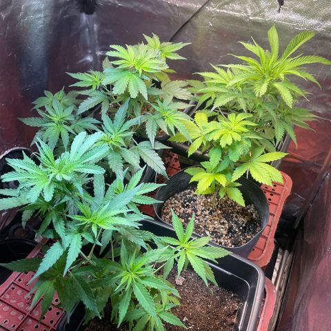Colômbia 01 growlog timeline photo