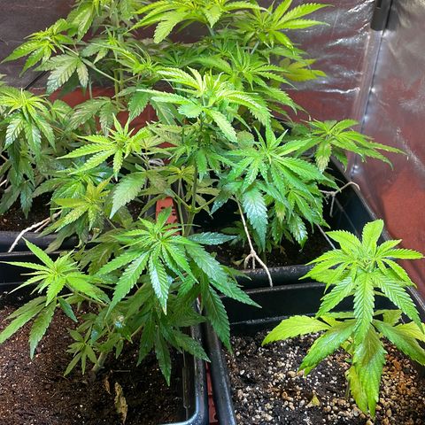 Colômbia 01 growlog timeline photo