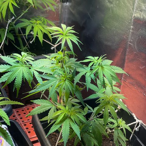 Colômbia 01 growlog photo: Defoliacao, início 12/12, pré Flora